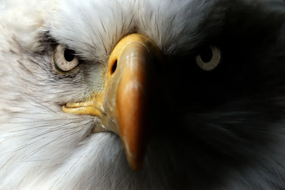 Want Eagle Vision? Here Are Some Traits You'd Need.