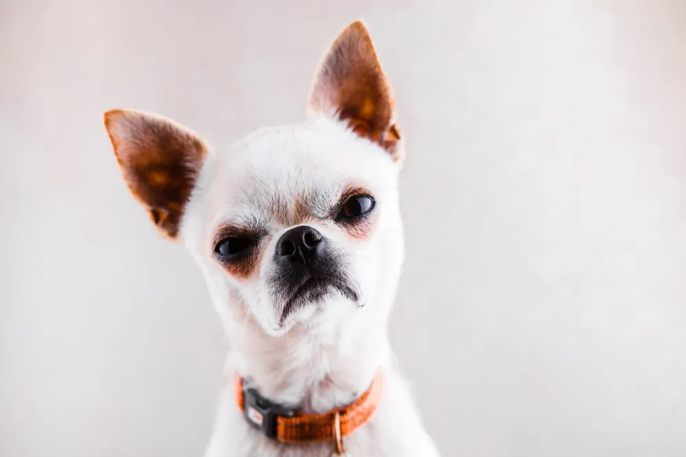 Evil,Chihuahua,Looks,Into,The,Camera,With,A,Displeased,Expression