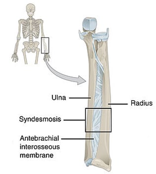 Fibrous Joints