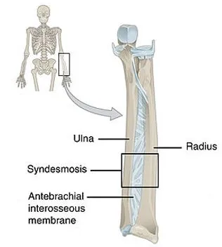Fibrous Joints