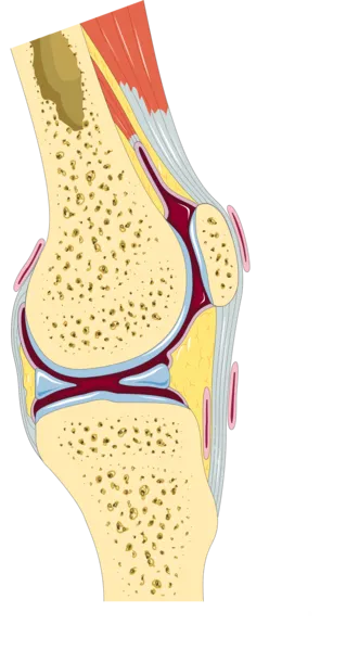 Knee - Parasagittal section -- Smart-Servier