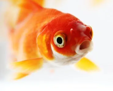 Large goldfish in small bowl