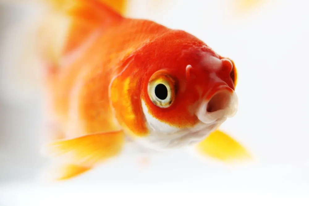 Do Goldfish Really Have A 3-Second Memory?