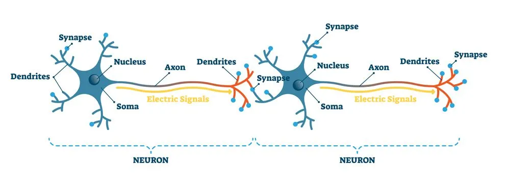 Neuron network example diagram, vector illustration. Synapses, soma, axon and dendrites closeup scheme. Nervous system electric signal communication structure. Neurology science study information.