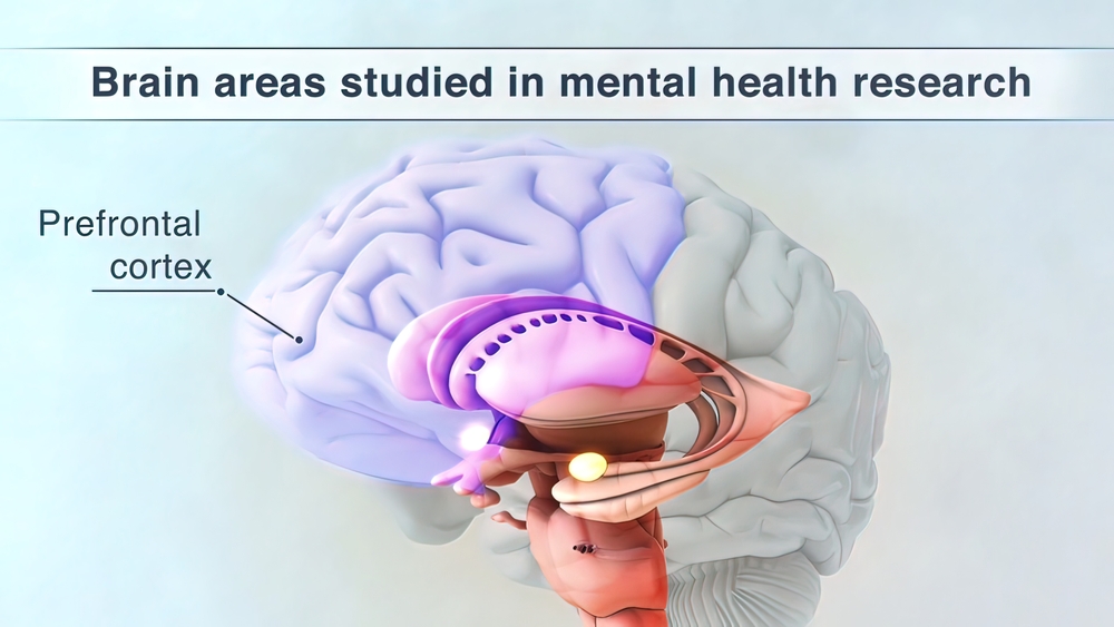 Prefrontal Cortex 3d medical illustration