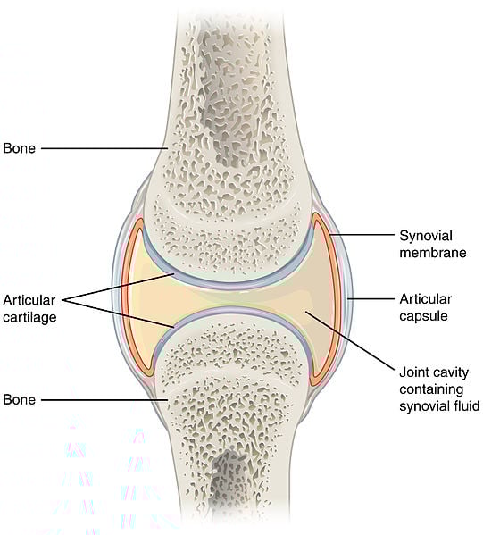 Synovial Joints
