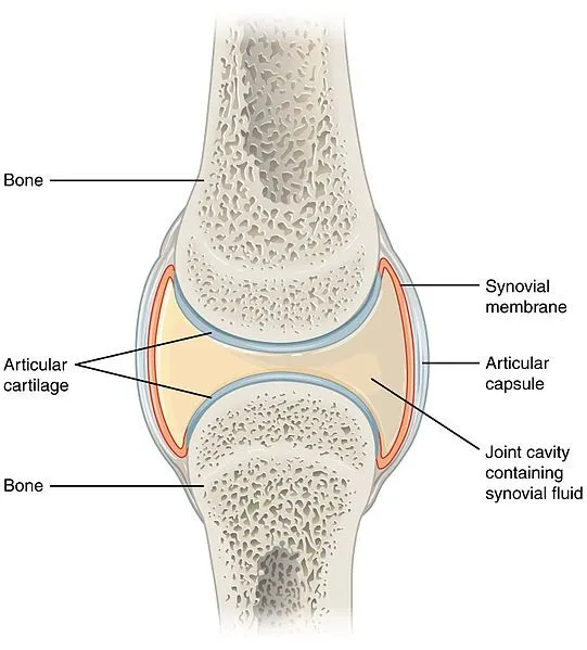 Synovial Joints