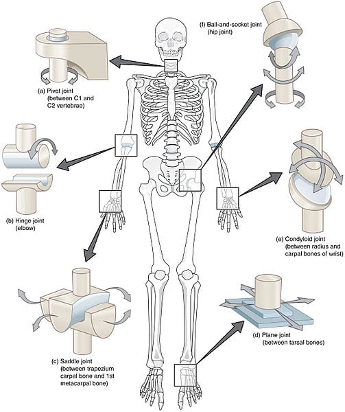 Types of Synovial Joints