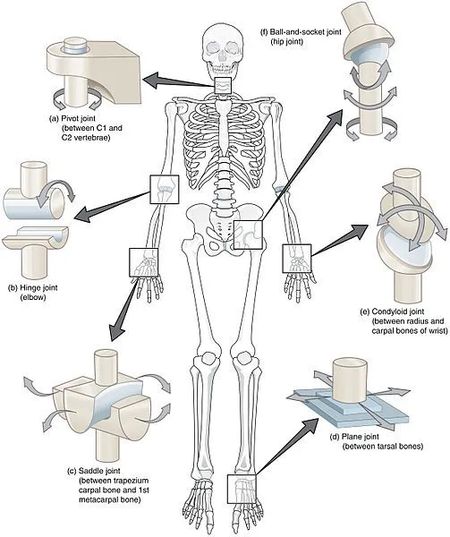 Types of Synovial Joints