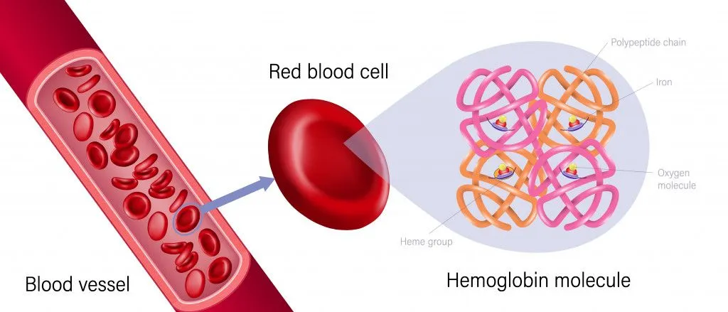 red blood cell and hemoglobin