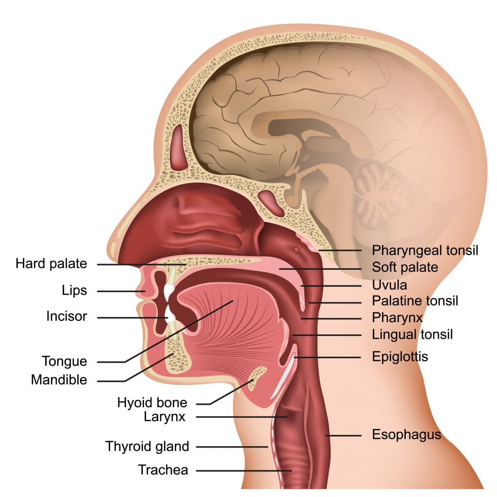 Anatomy of the mouth and tongue medical