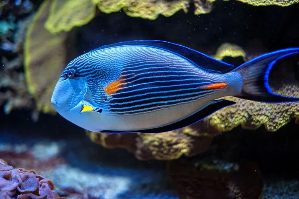 Colorful,Tropical,Fish,Sohal,Surgeonfish,Acanthurus,Sohal,Sohal,Tang,Underwater