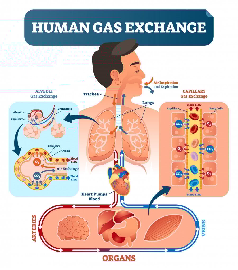 Human gas exchange system vector illustration. Oxygen travel from lungs to heart, to all body cells and back to lungs as CO2.