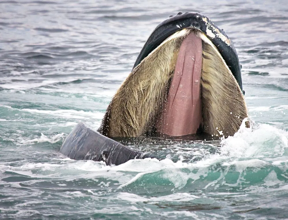 The Story Of Filter Feeding: How Did Whales Get Brush-Like Teeth?