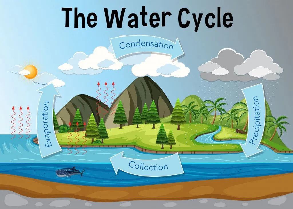 The water cycle diagram illustration