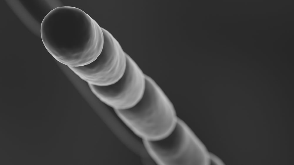 Thiomargarita magnifica, the largest bacteria to have been discovered about 1 to 2 centimeters long.