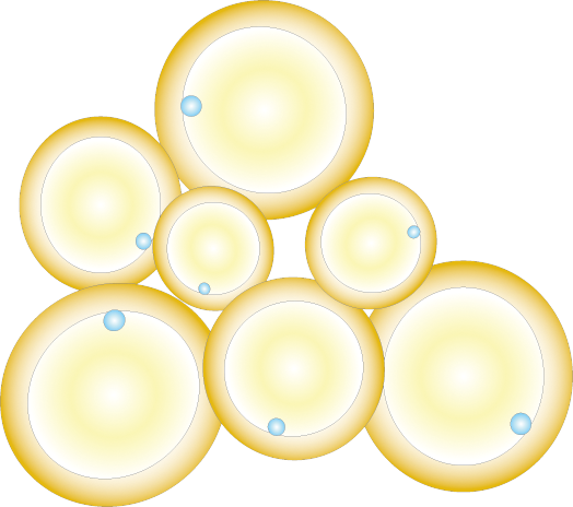 Adipocyte