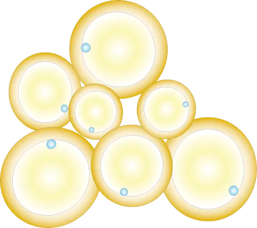 Adipocyte