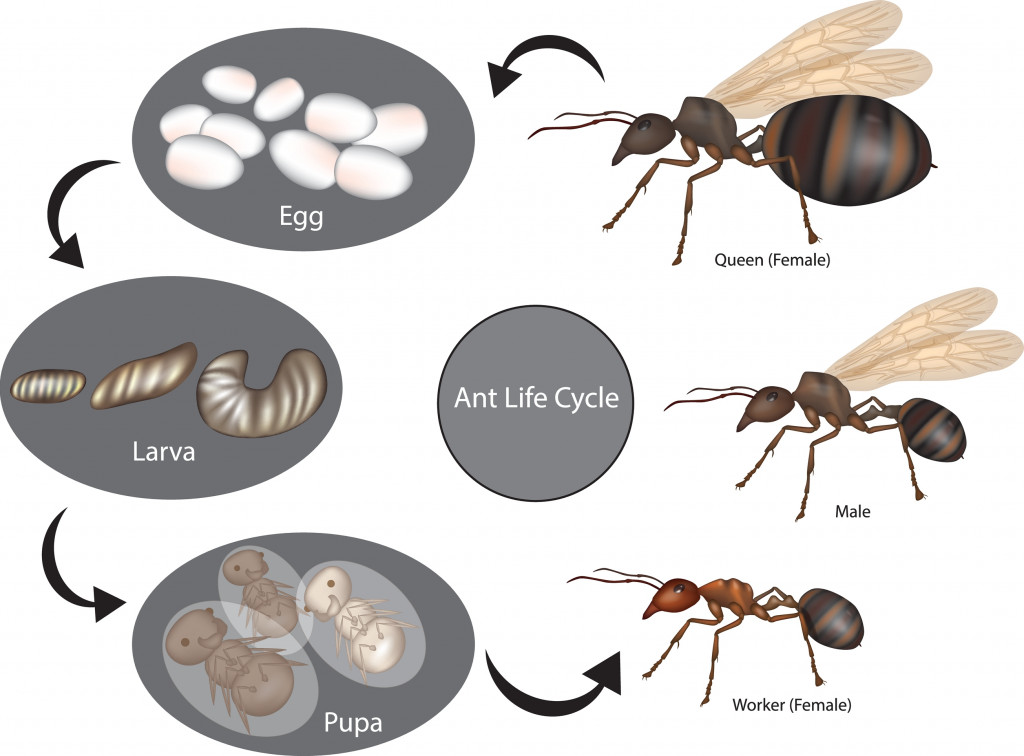 Ant Life Cycle