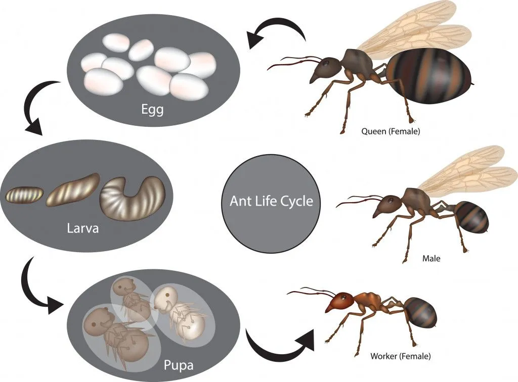 Ant Life Cycle
