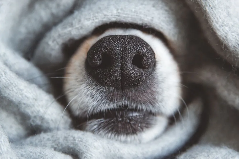 Black,Nose,Of,Welsh,Corgi,Pembrok,Dog,Covered,In,Grey