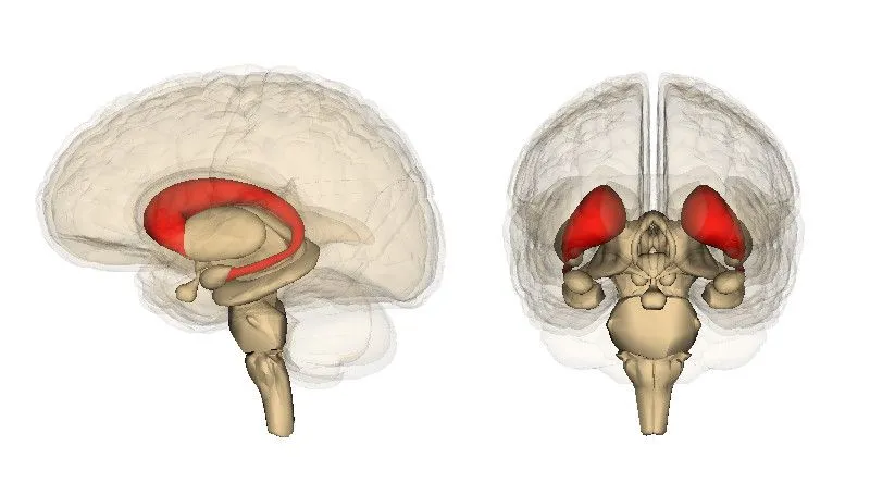 Caudate nucleus