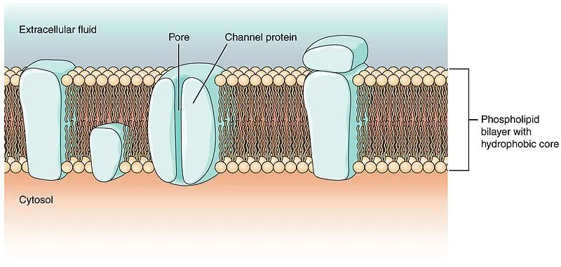 Cell Membrane Channels