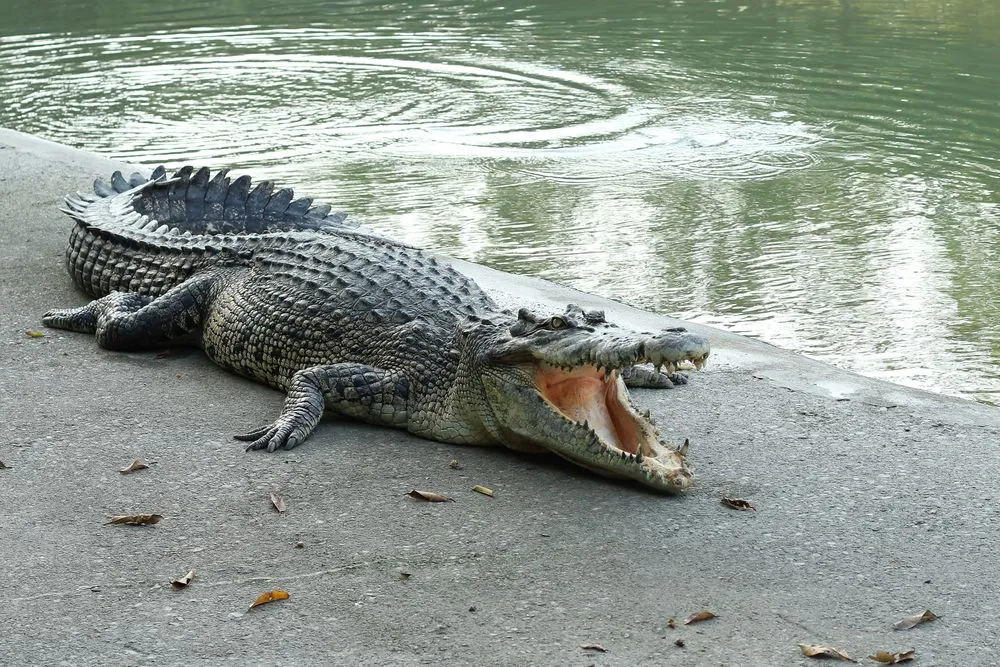 Are Crocodiles Bad At Evolution?
