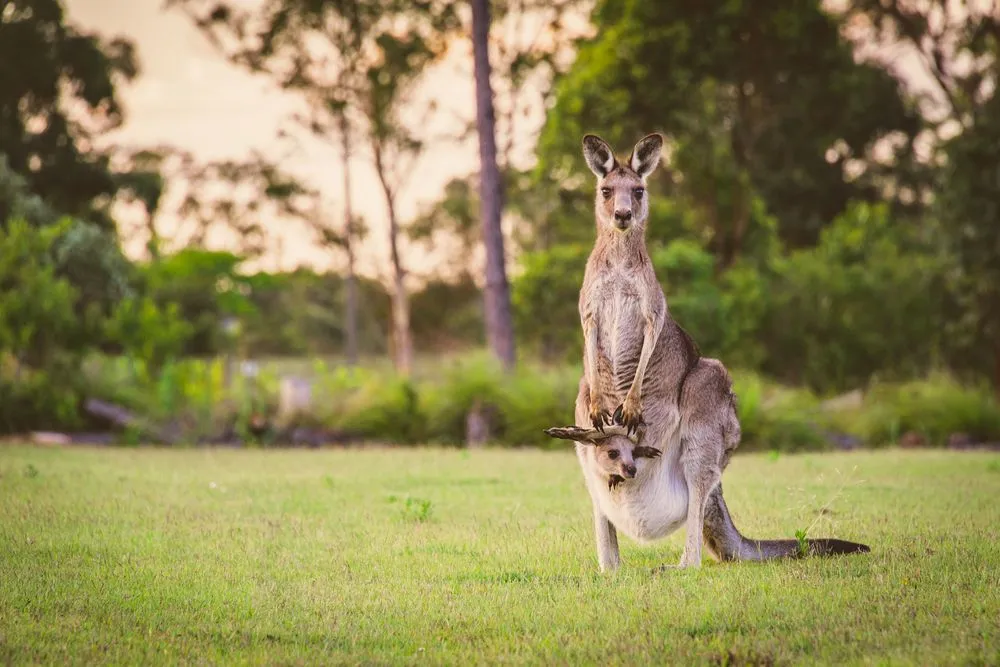 How Did Kangaroos Get Their Pouches?