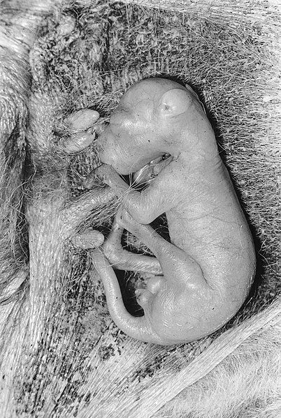 Fiftydayold Kangaroo in Pouch