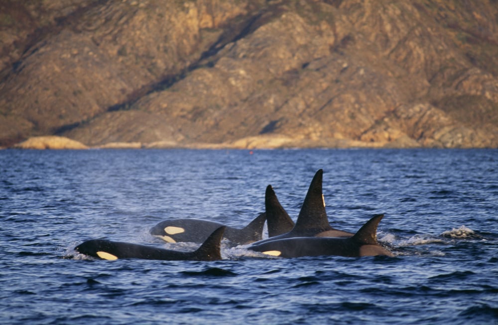 Group,Of,Killer,Whales,,Norway