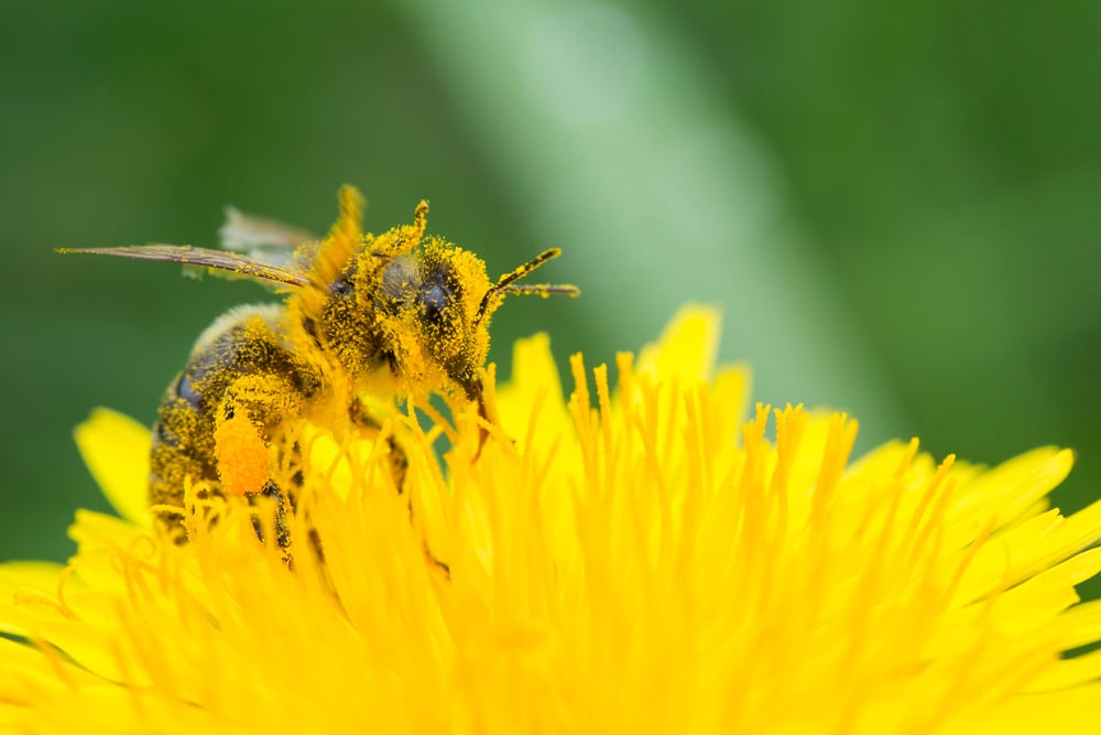 Honey,Bee,On,Yellow,Flower,In,Pollen,,Closeup.,Honey,Bee