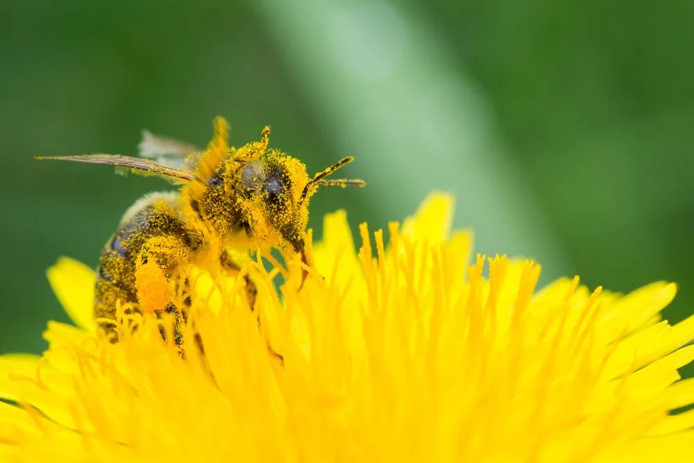 Honey,Bee,On,Yellow,Flower,In,Pollen,,Closeup.,Honey,Bee