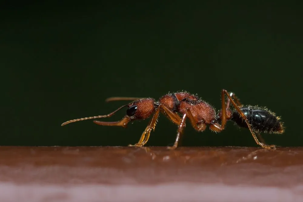 Indian,Jumping,Ant,Or,Jerdon's,Jumping,Ant