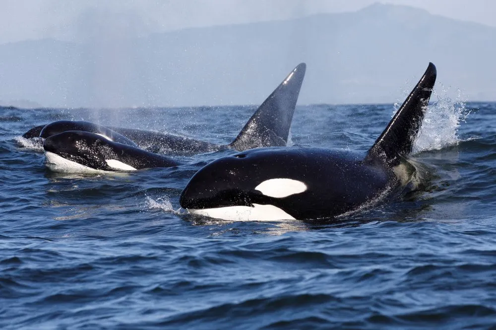 Do Orcas Deserve Their Killer Reputation?