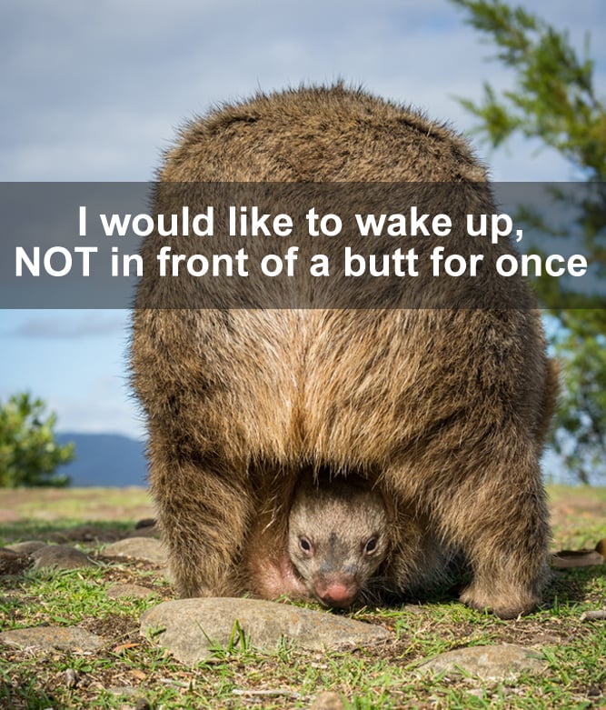 Wombat baby in its pouch