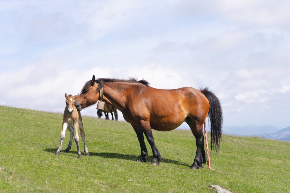 Newborn,Horse,With,Its,Mother.