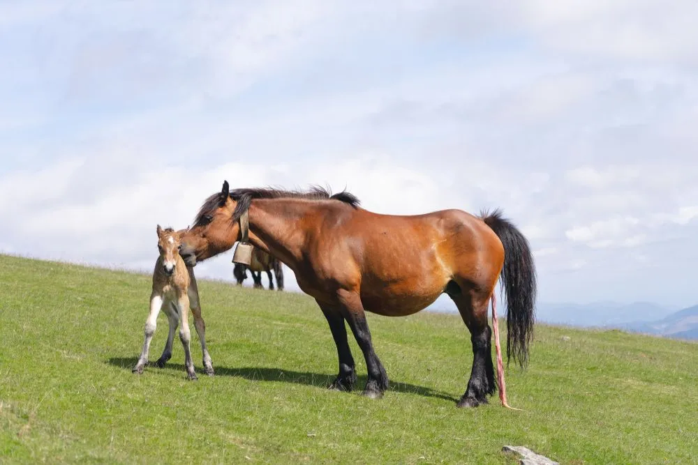 Newborn,Horse,With,Its,Mother.
