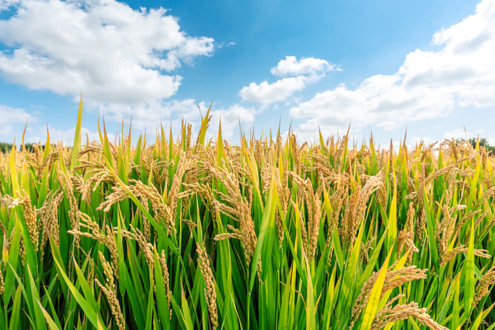 Ripe,Rice,Field,And,Sky,Landscape,On,The,Farm