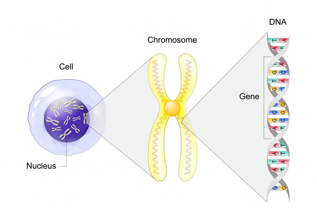Structure of Cell