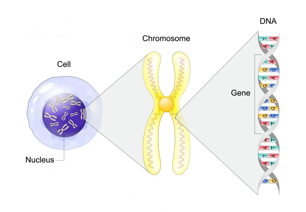 Structure of Cell