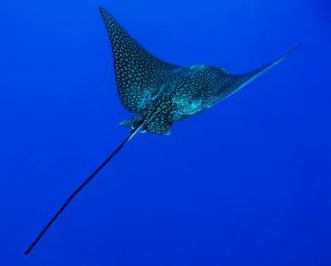 The,Eagle,Rays,Are,A,Group,Of,Cartilaginous,Fishes,In