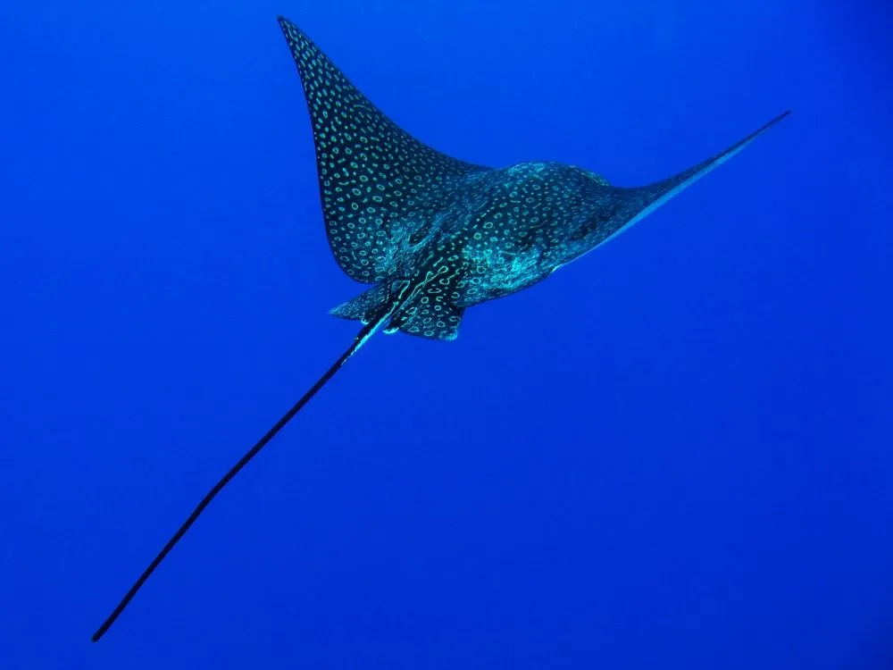 Why Don't Fish Sink In Water?