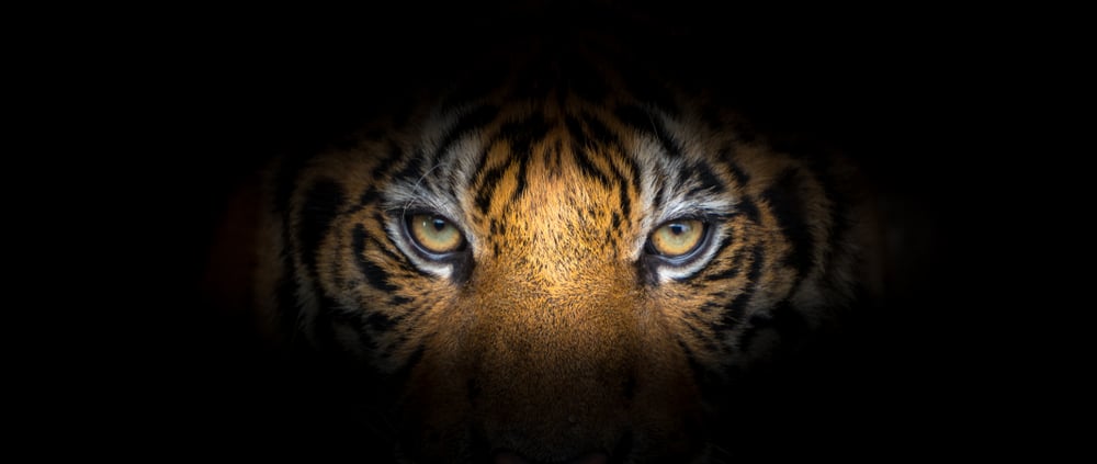Tiger,Face,On,Black,Background