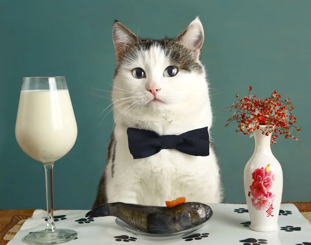 Should Cats Actually Drink Milk?