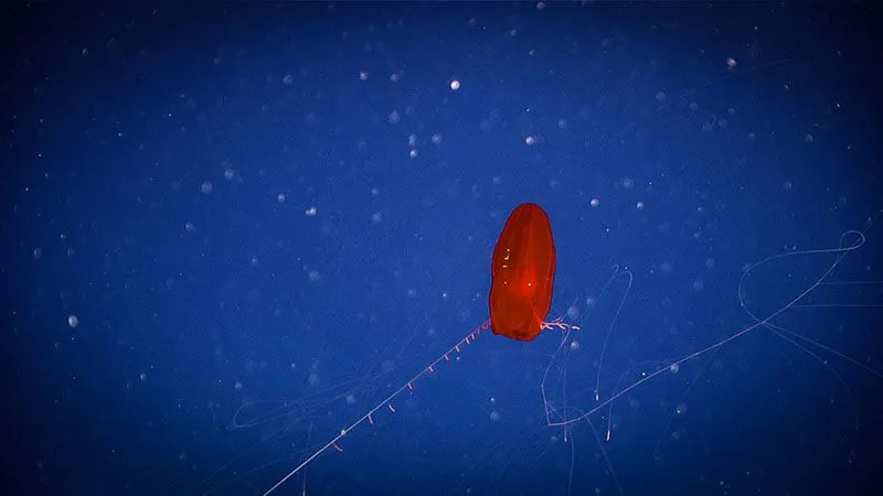 This potentially undescribed cidippid ctenophore was seen floating gracefully in the water column during dive 10 of the Deep Connections 2019 expedition.