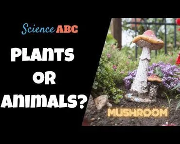 Are Mushrooms More Similar to Humans than Plants?