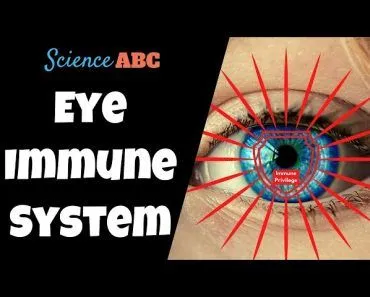 Immune Privilege: Do Your Eyes Have a 'Separate' Immune System?
