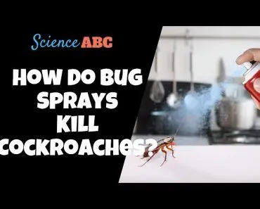 How Do Bug Sprays (Like Raid and Baygon) Kill Cockroaches?