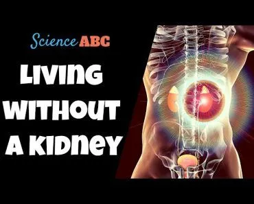 Can You Live Without A Kidney?